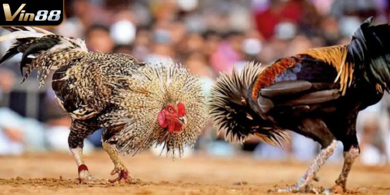 Có nhiều mẹo cược gà giúp nâng cao tỷ lệ thắng