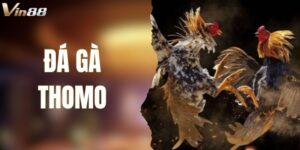Đá Gà Thomo - Trải Nghiệm Trận Đấu Kịch Tính, Nảy Lửa VIN88