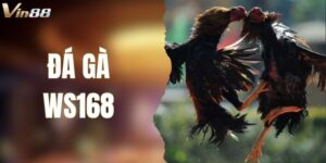 Đá Gà WS168 – Sảnh Cược Gà Thực Chiến Mỗi Ngày Tại VIN88