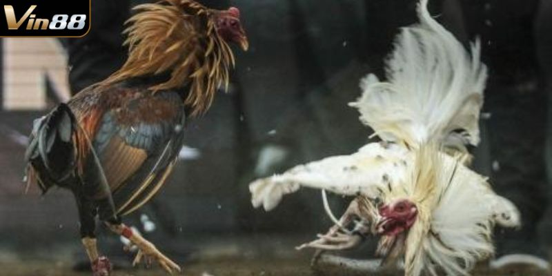 Những điều cần lưu ý khi tham gia đá gà Thomo