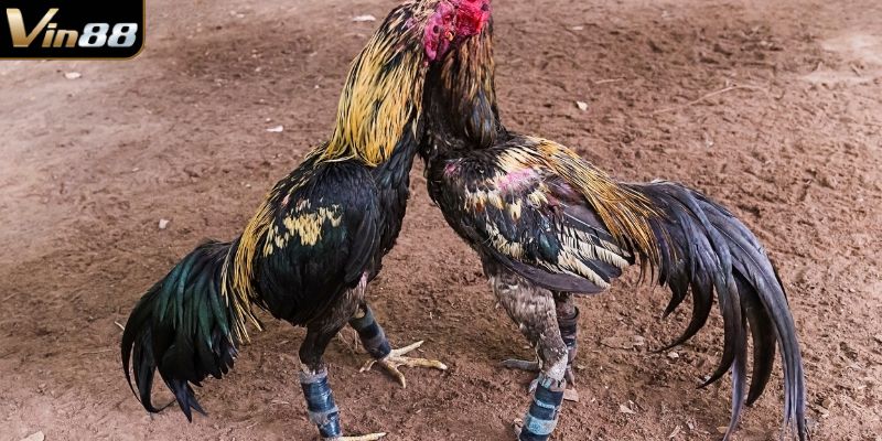 Loại đá gà VIN88 thu hút đông đảo người xem