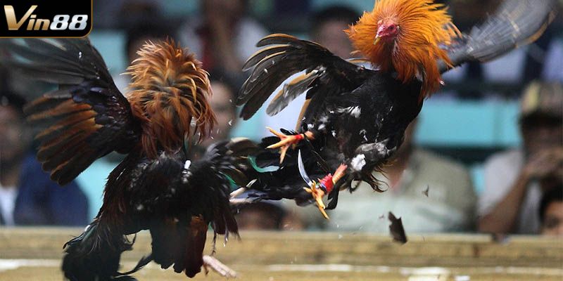 Nắm rõ về luật chơi trong bộ môn đá gà Thomo tại VIN88