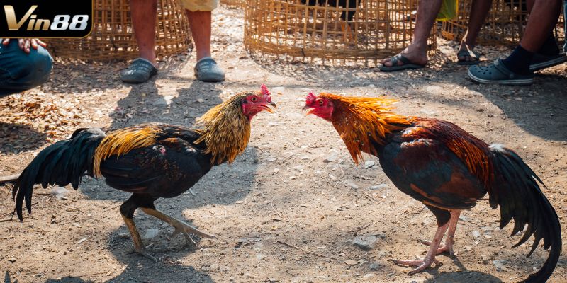 Sảnh có nhiều kèo chọi kê hấp dẫn