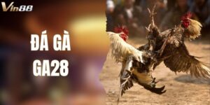 Sảnh Đá Gà GA28 Tại VIN88 - Cá Cược Thực Chiến Tốc Độ Cao