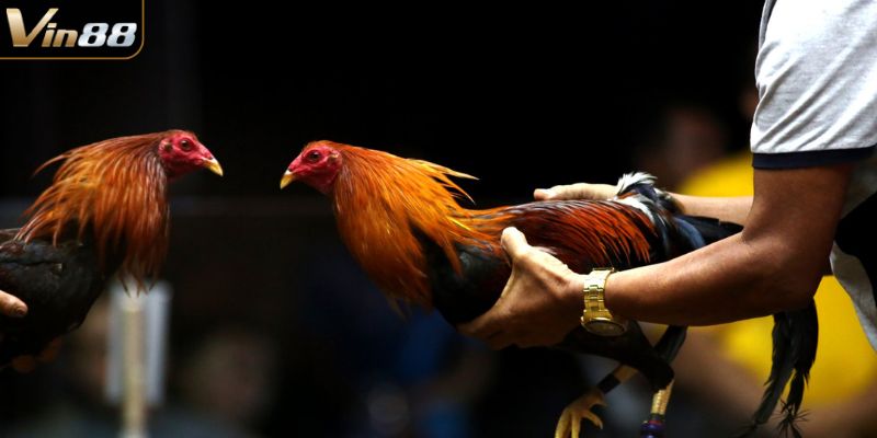Sơ lược sảnh đá gà VIN88