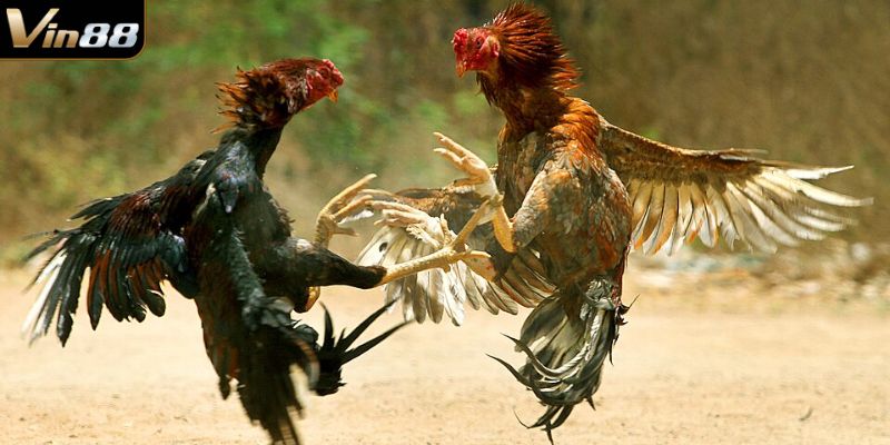 Sơ lược về bộ môn đá gà Thomo